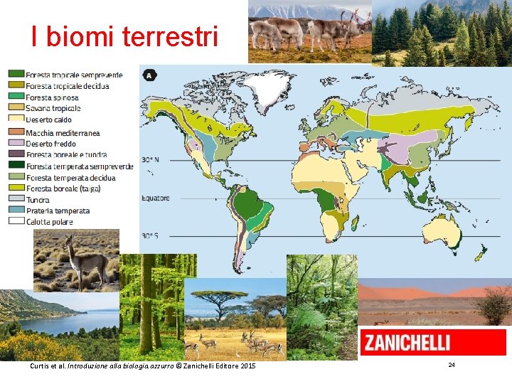 I biomi terrestri Curtis et al. Introduzione alla biologia. azzurro © Zanichelli Editore 2015