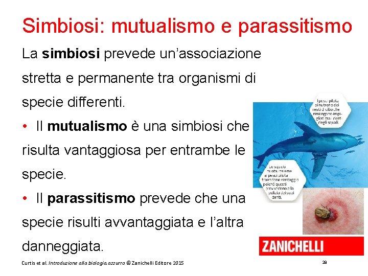 Simbiosi: mutualismo e parassitismo La simbiosi prevede un’associazione stretta e permanente tra organismi di
