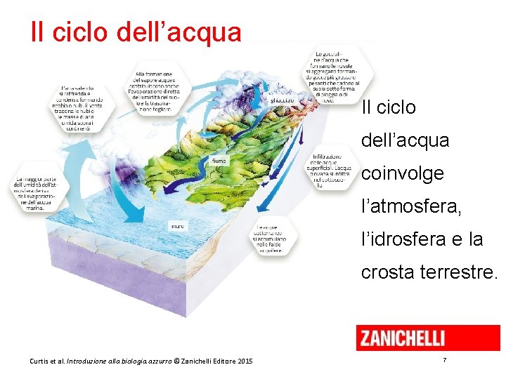 Il ciclo dell’acqua coinvolge l’atmosfera, l’idrosfera e la crosta terrestre. Curtis et al. Introduzione