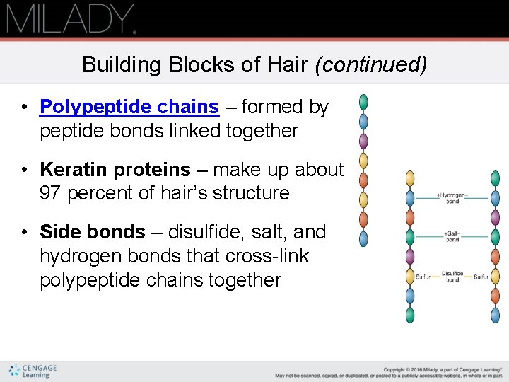 Building Blocks of Hair (continued) • Polypeptide chains – formed by peptide bonds linked