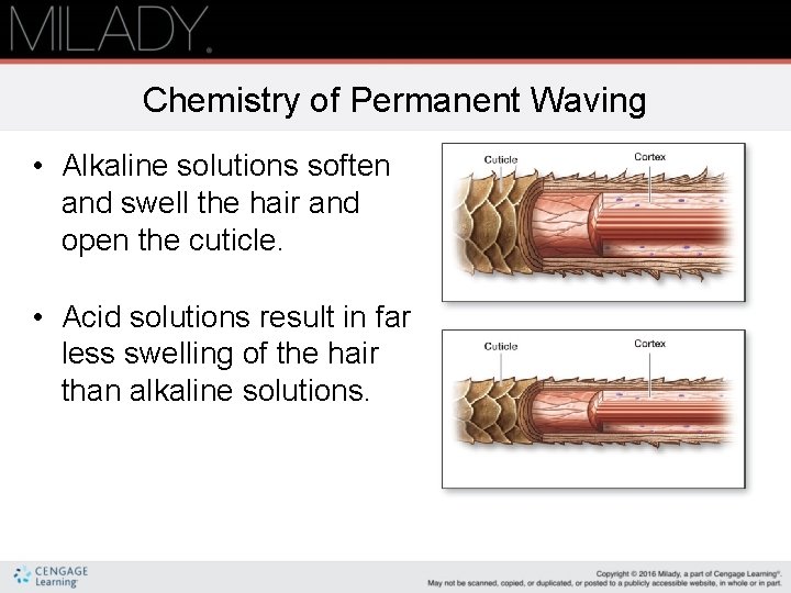 Chemistry of Permanent Waving • Alkaline solutions soften and swell the hair and open