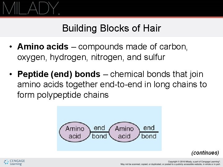 Building Blocks of Hair • Amino acids – compounds made of carbon, oxygen, hydrogen,