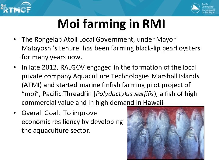 Moi farming in RMI • The Rongelap Atoll Local Government, under Mayor Matayoshi’s tenure,