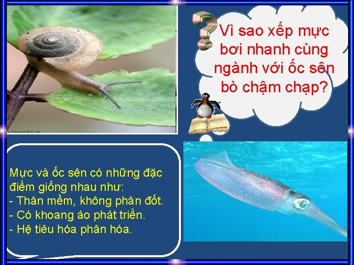 Vì sao xếp mực bơi nhanh cùng ngành với ốc sên bò chậm chạp?