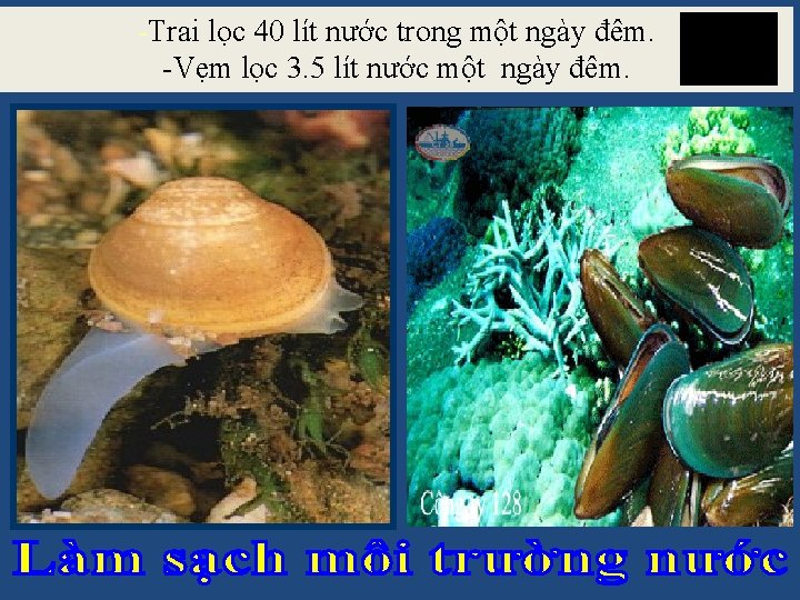 -Trai lọc 40 lít nước trong một ngày đêm. -Vẹm lọc 3. 5 lít