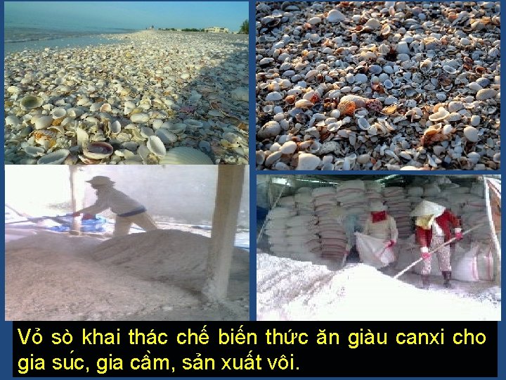 Vỏ sò khai thác chế biến thức ăn giàu canxi cho gia su c,