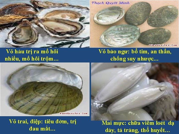 Vỏ hàu trị ra mồ hôi nhiều, mồ hôi trộm… Vỏ trai, điệp: tiêu