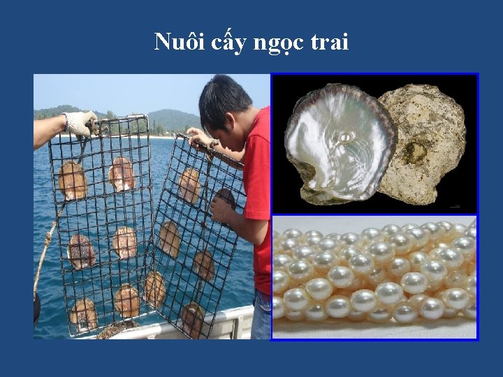 Nuôi cấy ngọc trai 