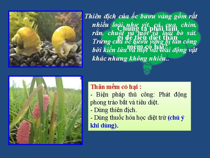 Thiên địch của ốc bươu vàng gồm rất nhiều loài như vịt, cá, cua,