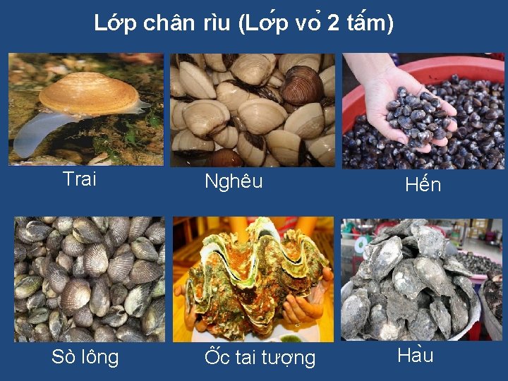 Lớp chân rìu (Lơ p vo 2 tâ m) Trai Sò lông Nghêu Ô