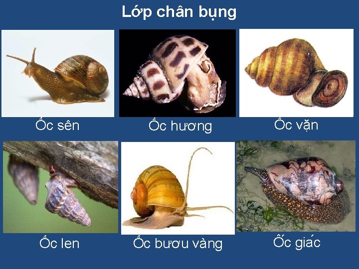 Lớp chân bụng Ốc sên Ốc hương Ốc vặn Ốc len Ốc bươu vàng