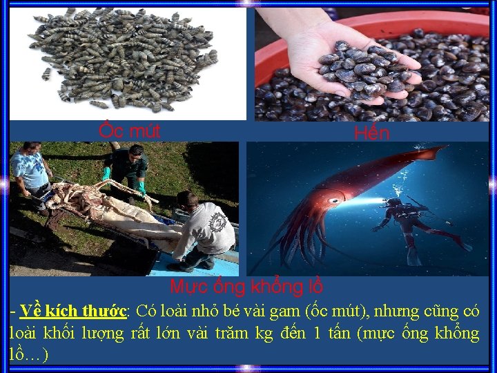 Ốc mút Hến Mực ống khổng lồ - Về kích thước: Có loài nhỏ