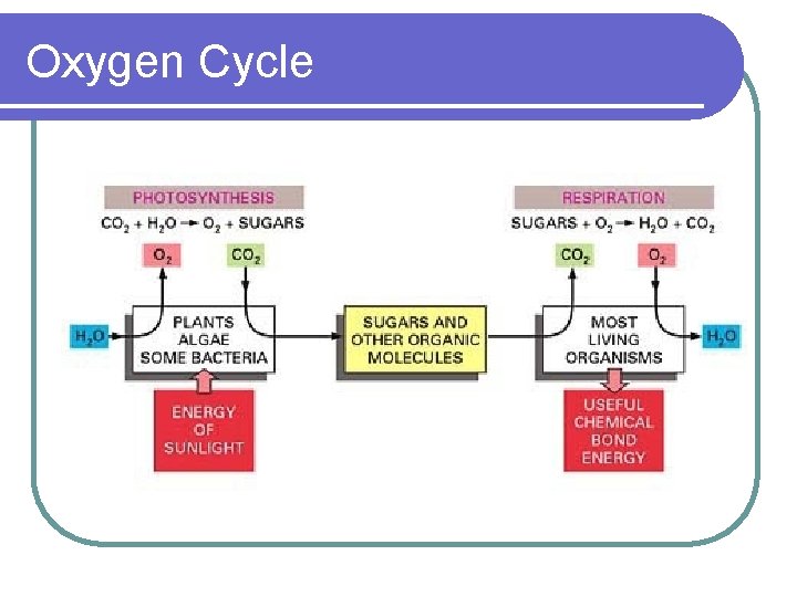 Oxygen Cycle 