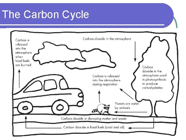 The Carbon Cycle 