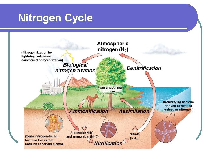 Nitrogen Cycle 
