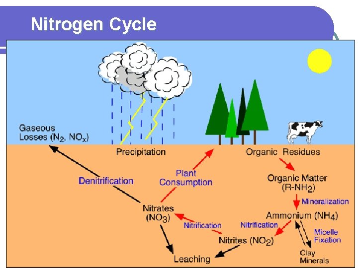 Nitrogen Cycle 