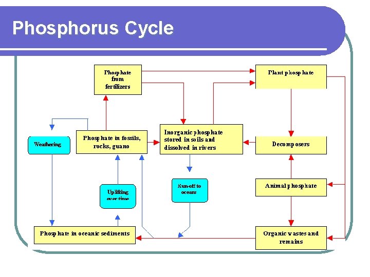 Phosphorus Cycle 