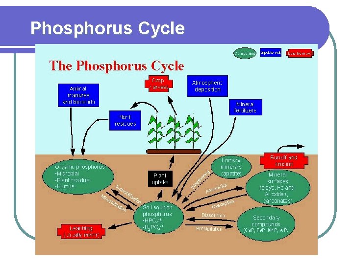 Phosphorus Cycle 