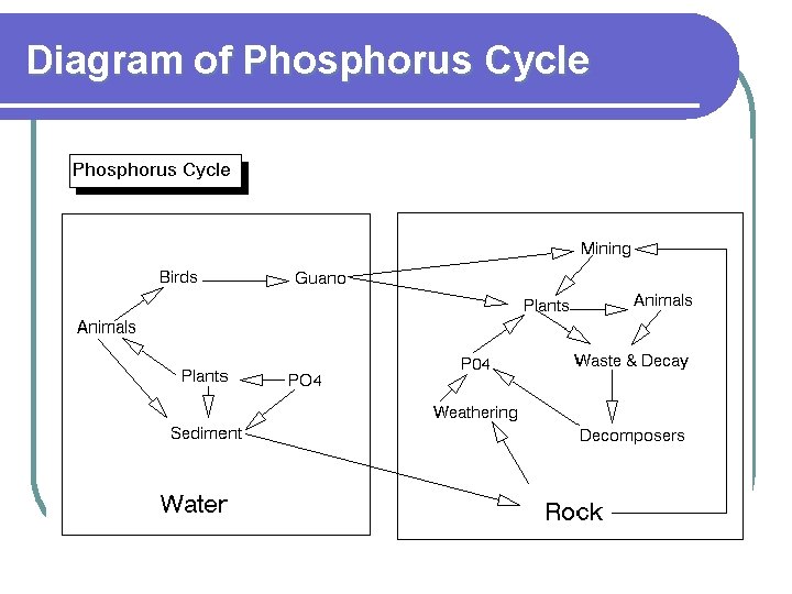 Diagram of Phosphorus Cycle 