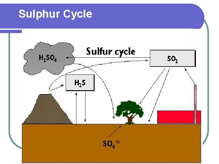 Sulphur Cycle 