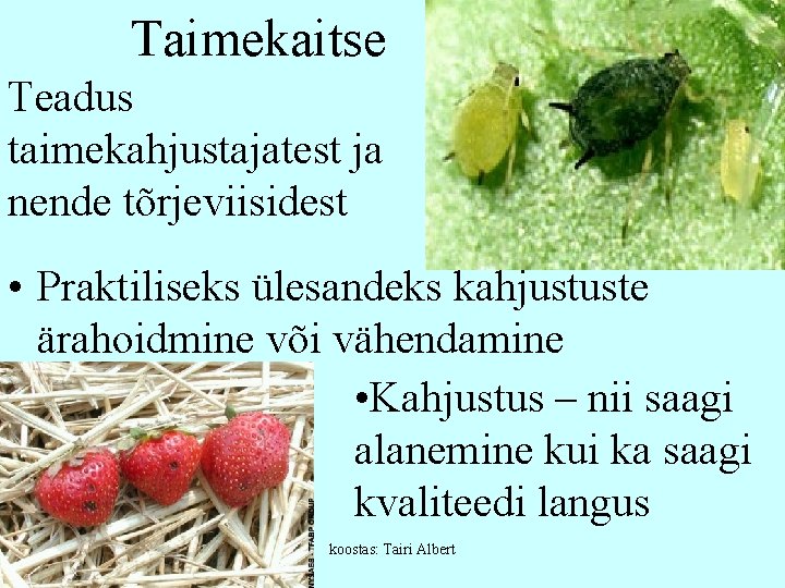 Taimekaitse Teadus taimekahjustajatest ja nende tõrjeviisidest • Praktiliseks ülesandeks kahjustuste ärahoidmine või vähendamine •