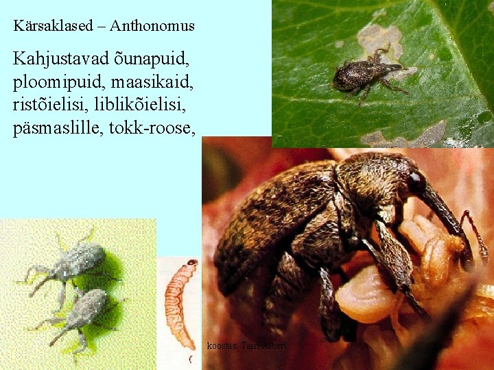 Kärsaklased – Anthonomus Kahjustavad õunapuid, ploomipuid, maasikaid, ristõielisi, liblikõielisi, päsmaslille, tokk-roose, koostas: Tairi Albert