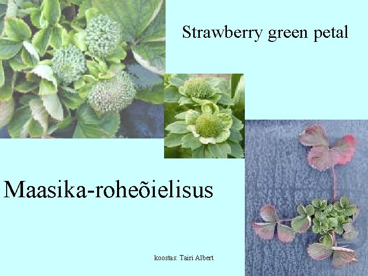 Strawberry green petal Maasika-roheõielisus koostas: Tairi Albert 