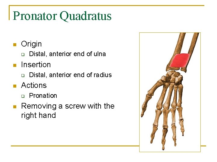 Pronator Quadratus n Origin q n Insertion q n Distal, anterior end of radius