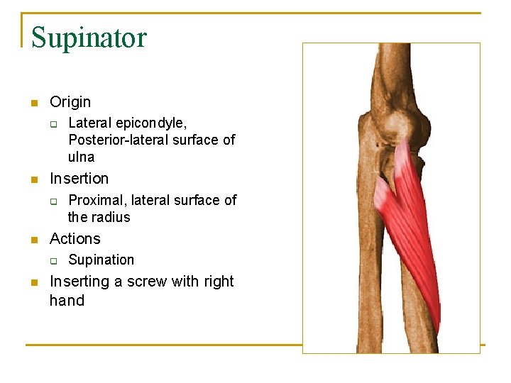 Supinator n Origin q n Insertion q n Proximal, lateral surface of the radius