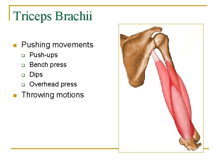 Triceps Brachii n Pushing movements q q n Push-ups Bench press Dips Overhead press