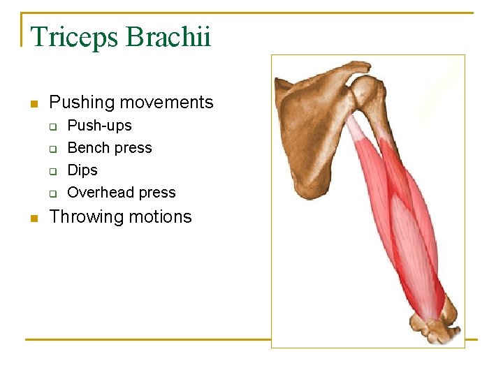 Triceps Brachii n Pushing movements q q n Push-ups Bench press Dips Overhead press