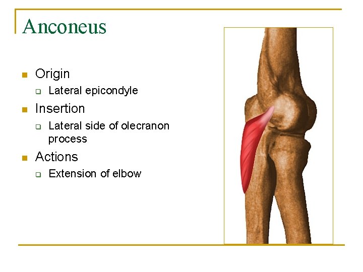 Anconeus n Origin q n Insertion q n Lateral epicondyle Lateral side of olecranon