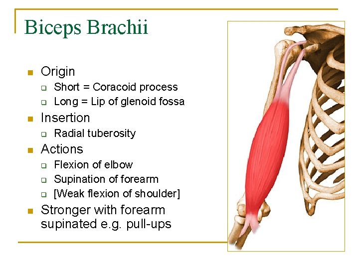 Biceps Brachii n Origin q q n Insertion q n Radial tuberosity Actions q