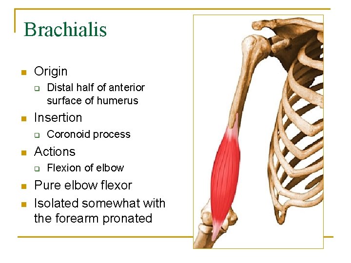 Brachialis n Origin q n Insertion q n n Coronoid process Actions q n