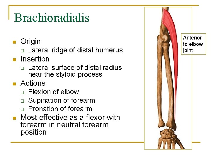 Brachioradialis n Origin q n Insertion q n Lateral surface of distal radius near