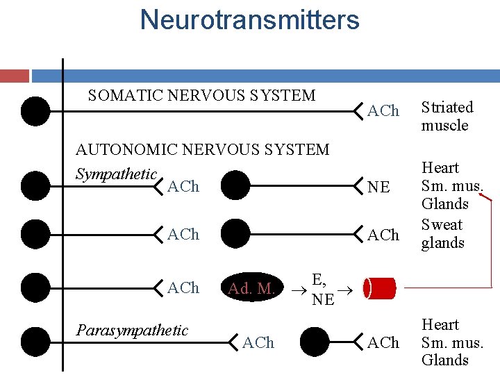 Neurotransmitters SOMATIC NERVOUS SYSTEM AUTONOMIC NERVOUS SYSTEM Sympathetic ACh ACh Parasympathetic ACh NE ACh