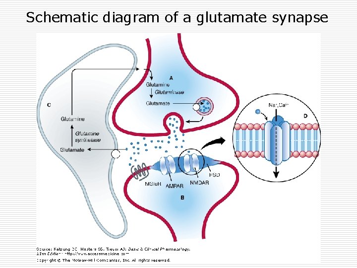 Schematic diagram of a glutamate synapse 
