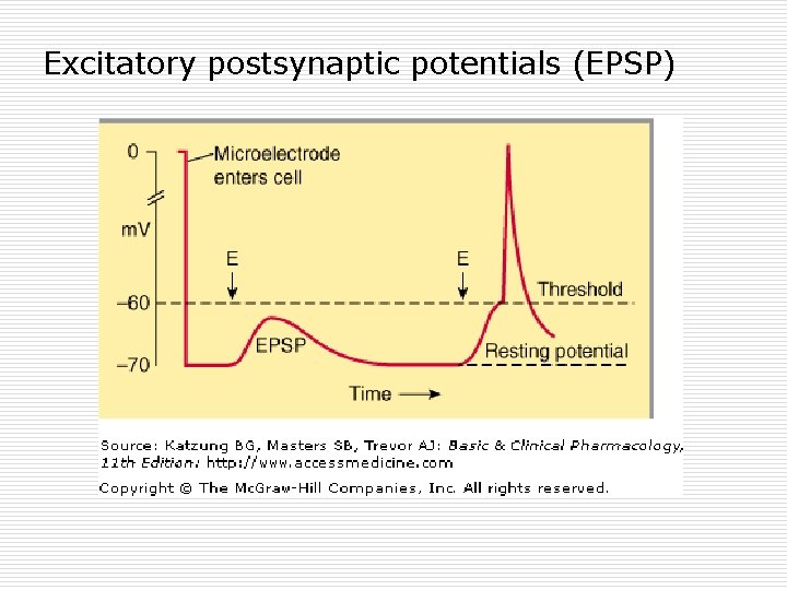 Excitatory postsynaptic potentials (EPSP) 