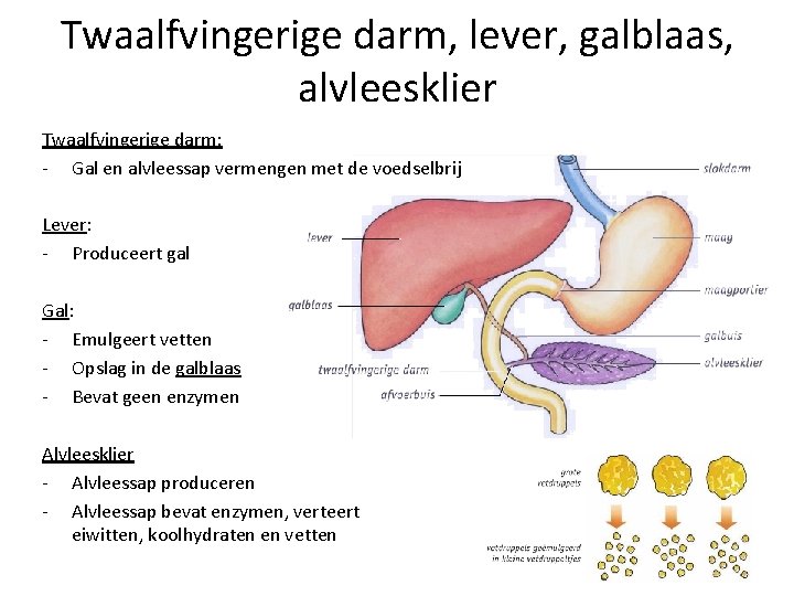 Voeding en vertering 4 VMBO GT Voedselproductie door