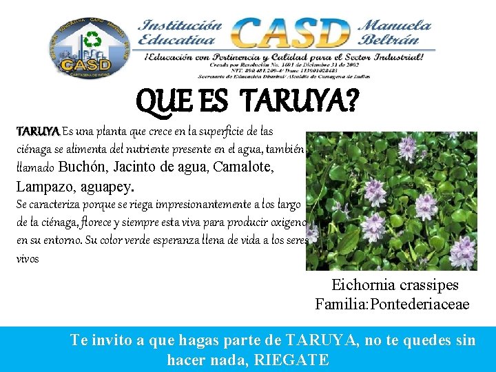 QUE ES TARUYA? TARUYA Es una planta que crece en la superficie de las