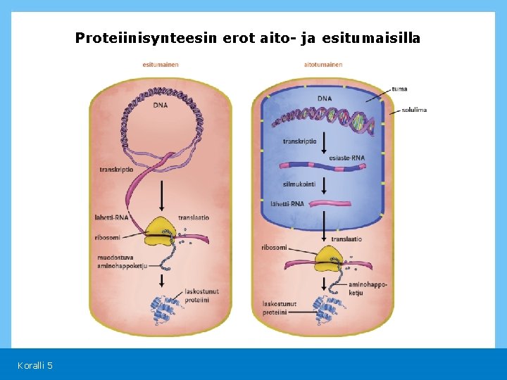Proteiinisynteesin erot aito- ja esitumaisilla Koralli 5 