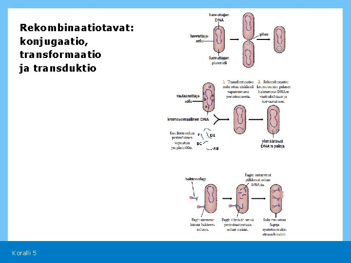 Rekombinaatiotavat: konjugaatio, transformaatio ja transduktio Koralli 5 