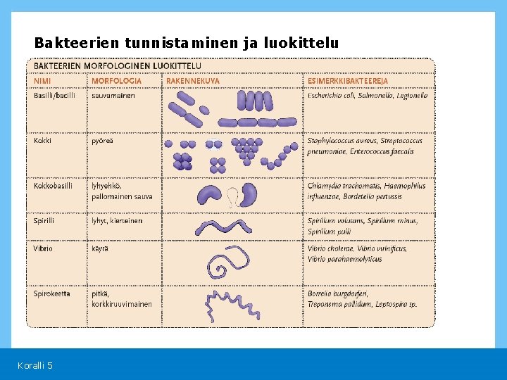 Bakteerien tunnistaminen ja luokittelu Koralli 5 