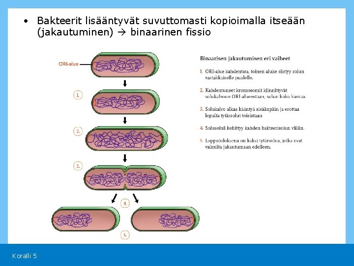  • Bakteerit lisääntyvät suvuttomasti kopioimalla itseään (jakautuminen) binaarinen fissio Koralli 5 