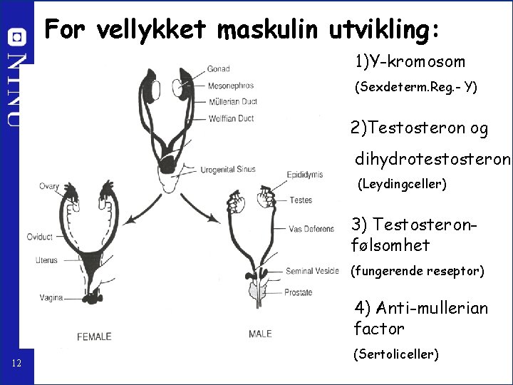 For vellykket maskulin utvikling: 1)Y-kromosom (Sexdeterm. Reg. - Y) 2)Testosteron og dihydrotestosteron (Leydingceller) 3)