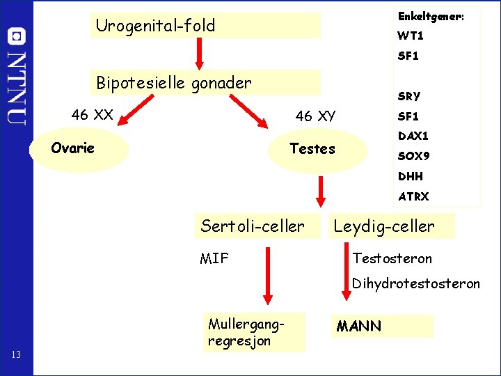 Enkeltgener: Urogenital-fold WT 1 SF 1 Bipotesielle gonader 46 XX SRY 46 XY Ovarie