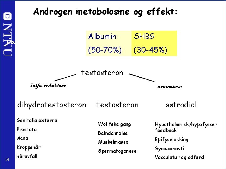 Androgen metabolosme og effekt: Ubundet (0. 5 -3. 0%) Albumin SHBG (50 -70%) (30