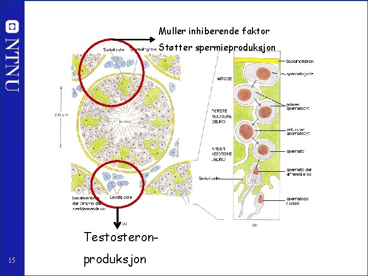 Muller inhiberende faktor Støtter spermieproduksjon Testosteron 15 produksjon 