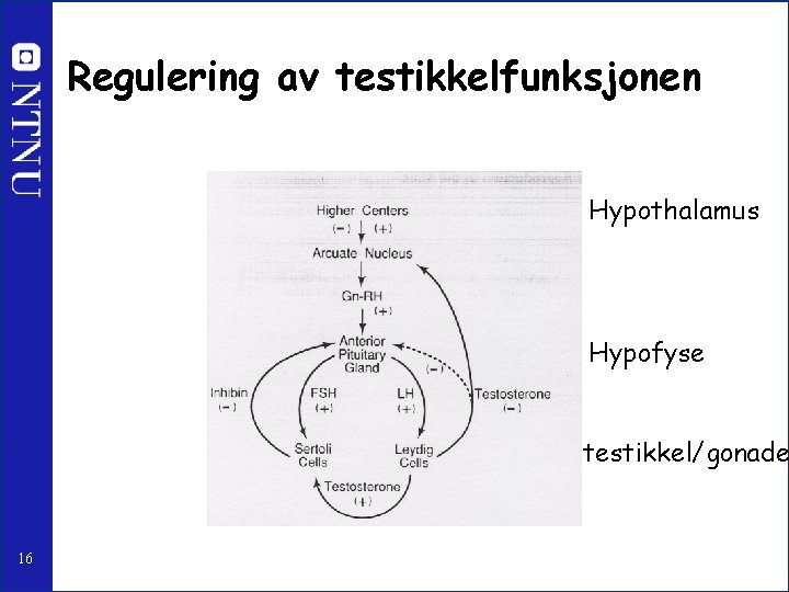 Regulering av testikkelfunksjonen Hypothalamus Hypofyse testikkel/gonade 16 