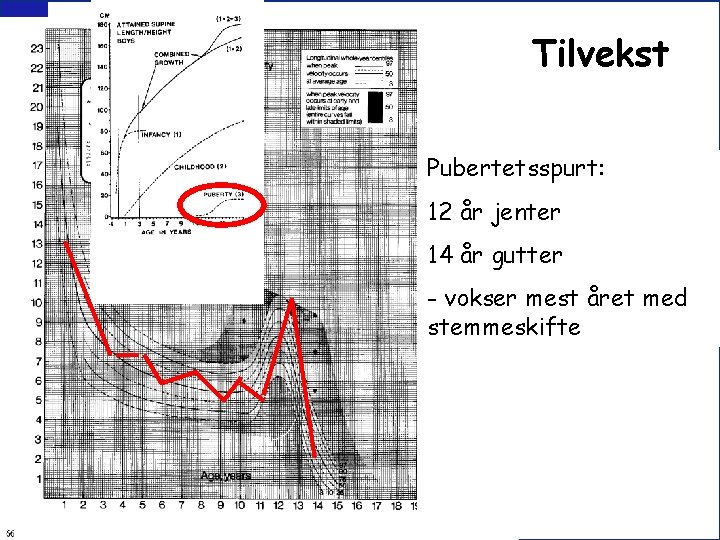 Tilvekst Pubertetsspurt: 12 år jenter 14 år gutter - vokser mest året med stemmeskifte